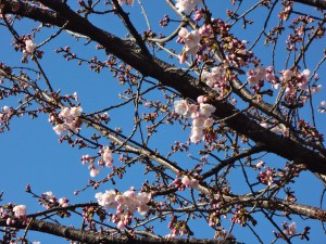 DSC01499オオカン桜