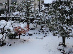 CIMG0928雪の庭縮