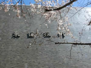 CIMG3566区役所の桜